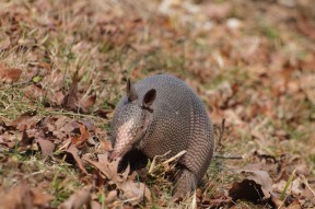 大瞡响在线观看-九游体育